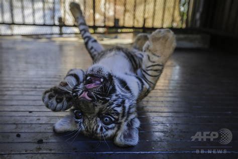 サーカスで希少なベンガルトラの赤ちゃん3頭誕生、ニカラグア 写真17枚 国際ニュース：afpbb News