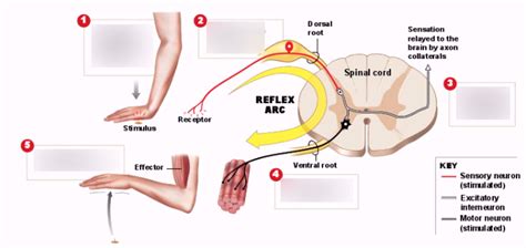 Reflex Arc Steps Diagram | Quizlet