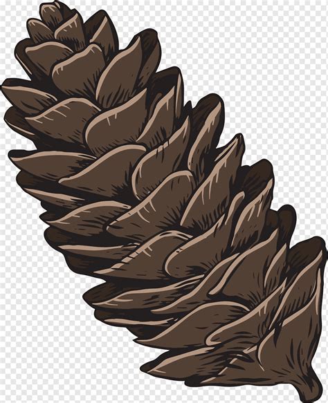 Conifer Pine Cone Png Pngwing