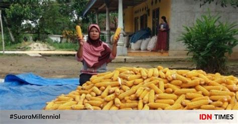 Petani Grobogan Siap Penuhi Kuota Jagung 30 Ribu Ton