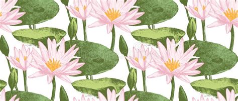 Seamless Pattern With Water Lily Flowers Stock Vector Illustration Of