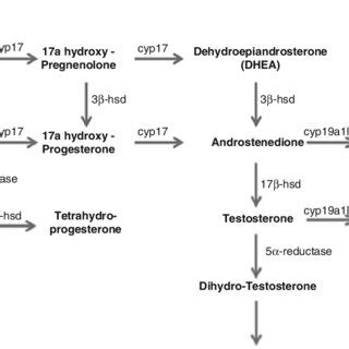 1 Steroidogenesis pathway in fish | Download Scientific Diagram