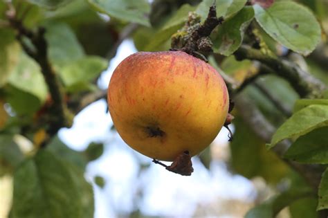 Manzana Fruta Rbol De Foto Gratis En Pixabay Pixabay