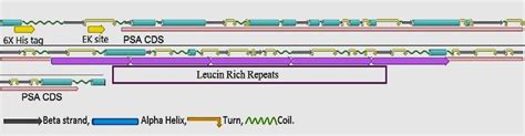 Diagrammatic Representation Of The Secondary Structure Of Psa Protein