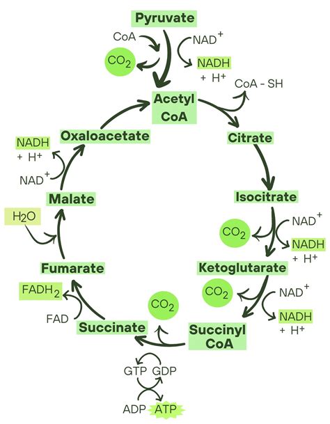 Summarize The Citric Acid Cycle Include Both The Reactants Quizlet