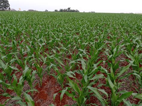 Chuvas Favorecem Lavoura De Milho No Rio Grande Do Sul R Dio Alto