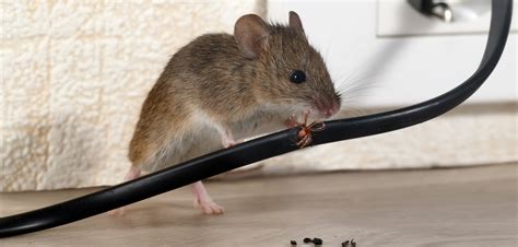 Rodent Exterminator Near Me | Albany, NY Region | Meerkat Pest Control