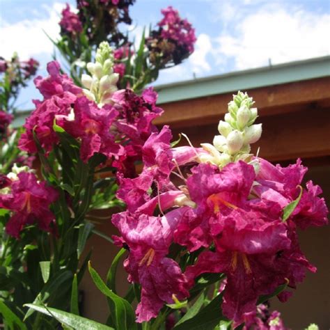 Desert Willow Desert Diva Desert Shade Nursery