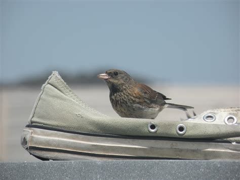 Dark-eyed Junco: Going through changes – documenting