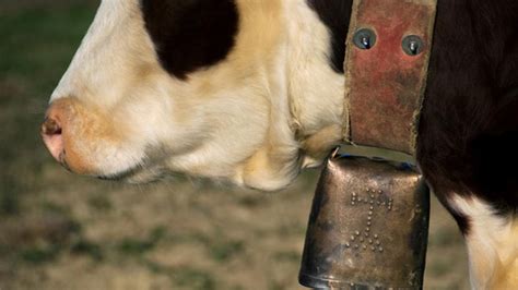 Cow With Cowbell