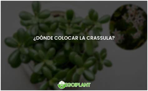 Mejores ubicaciones para la Crassula Guía de cuidados EGOIPLANT