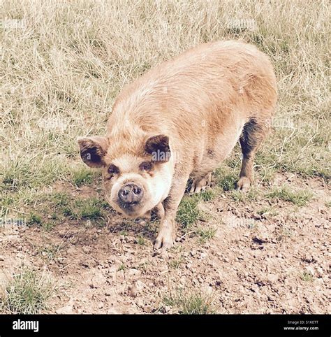 Rearing Farm Hi Res Stock Photography And Images Alamy