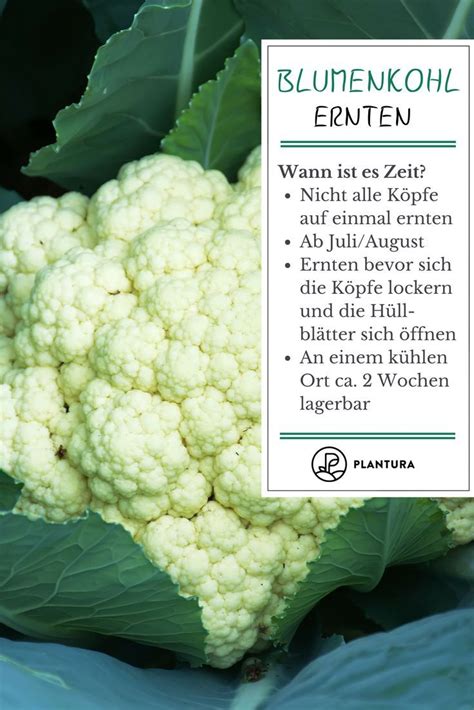 Blumenkohl Ernten Einfrieren Lagern Artofit