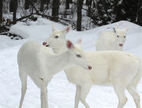 Rare Albino White Tailed Deer In Boulder Junction Wisconsin