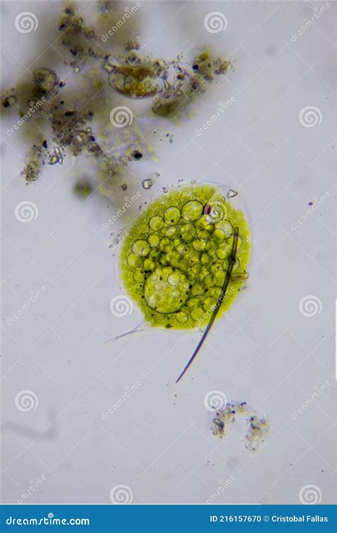 Microscopic Algae Microphotography Stock Photo Image Of Micrsocopic