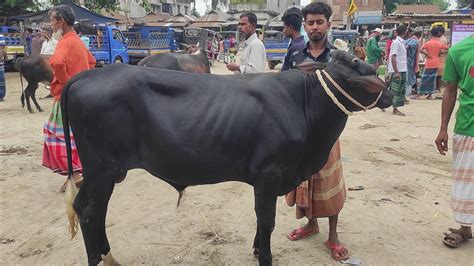 ২০২৩ কুরবানির জন্য ৫০ হাজার থেকে ১ লাখ টাকায় ষাঁড় গরু বিখ্যাত গফরগাঁও