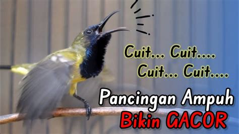 CUIT CUIT CERRRRR PANCINGAN AMPUH BIKIN SOGON CEPAT EMOSI DAN GACOR