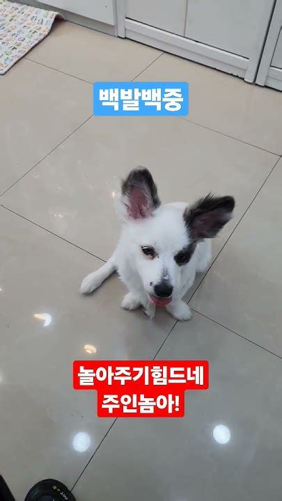 누가 놀아 주는 건지 강아지 믹스견 반려견 심쿵 강아지일상 Dog Puppy 강아지브이로그 개간식 쇼츠