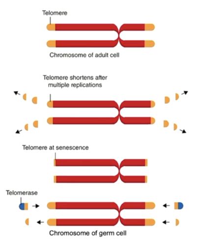 Genes 1 Introduction To Eukaryotic Genetics Flashcards Quizlet