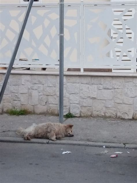 Cane Legato E Lasciato Morire Choc Nel Casertano Napoli Zon