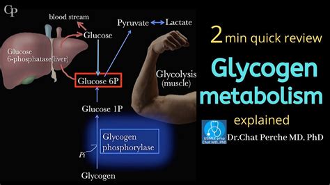 Glycogen Metabolism 【usmle Biochemistry】 Youtube