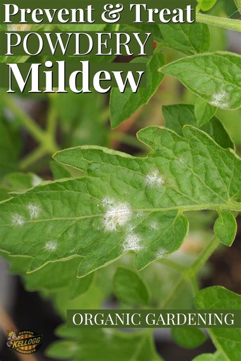 Powdery Mildew Kellogg Garden Organics™