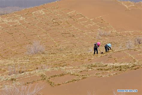 People Fight Against Desertification In Nw China S Gansu China Org Cn