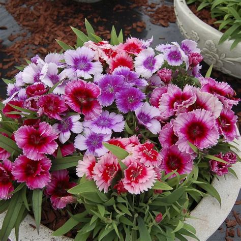 Pack X6 Dianthus Mixed Pinks Perennial Garden Plug Plants Amazon Co