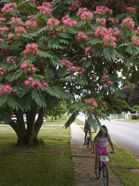 pink mimosa tree