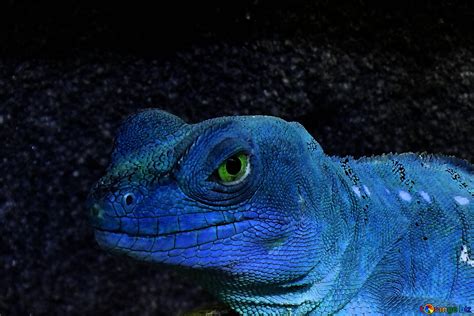 Blue Lizard