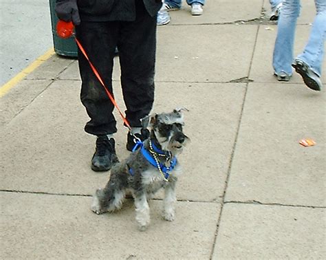 Good Dog Sits Mbk Marjie Flickr