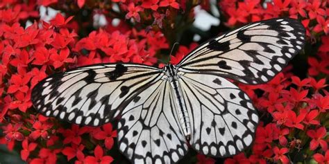 Sonhar Borboleta Descubra Os Poss Veis Significados