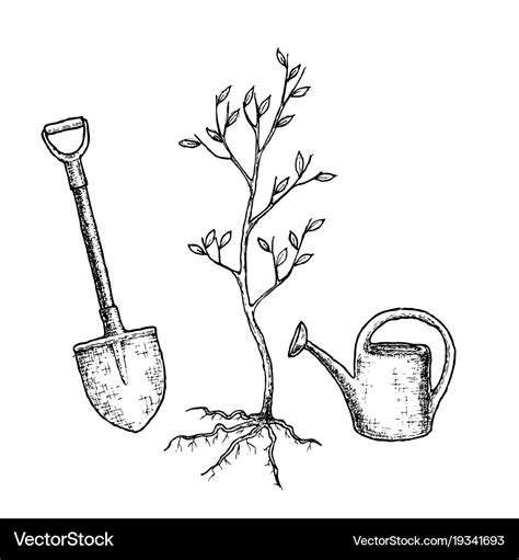 Sketch tree planting Royalty Free Vector Image