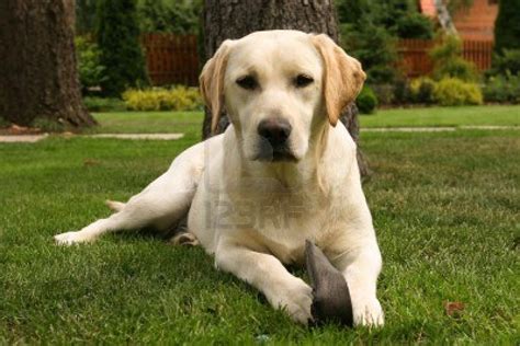 Cute Dogs Yellow Labrador Retriever