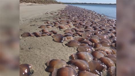 Large Swarm Of Jellyfish Washes Ashore On North Carolina Beach Wwaytv