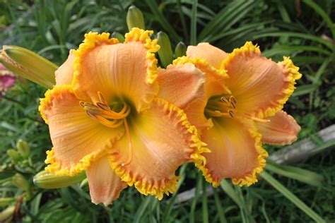 Lewis Daylily Garden Jeff And Elizabeth Salters Daylilies