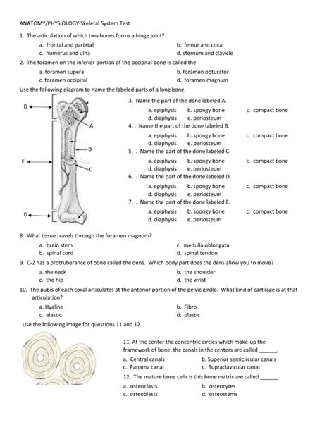 Chapter 6 Practice Test Anatomy