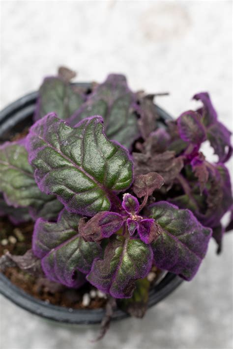 Gynura aurantiaca "Purple Passion" 4" – Sprout Home