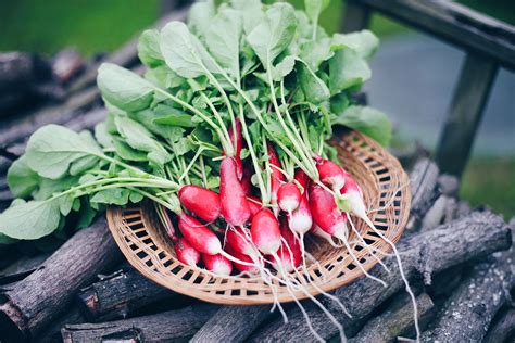 radish greens  daikon greens foodprint