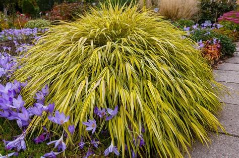 Miskant Gracillimus Uprawa Sadzenie I Porady Gardenowa