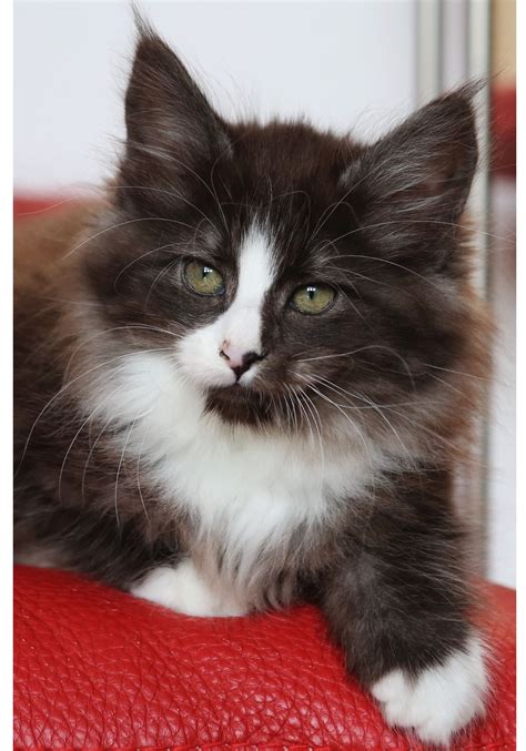 Norwegian Forest Cat Breeders Canada Catsxb