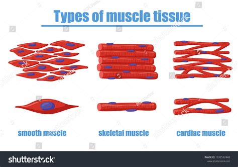 Different Types Muscle Tissue Vector Illustration Stock Vector (Royalty ...