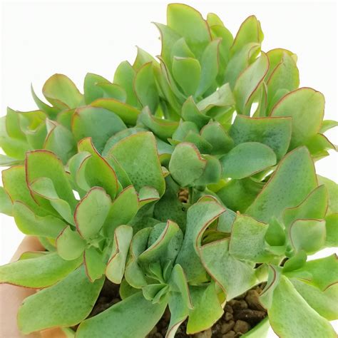 Curly Jade Plant Ripple Jade Plant Crassula Ovata Undulata Etsy Canada