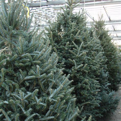 Fresh Fraser Fir Christmas Tree – Moscarillo's Garden Shoppe