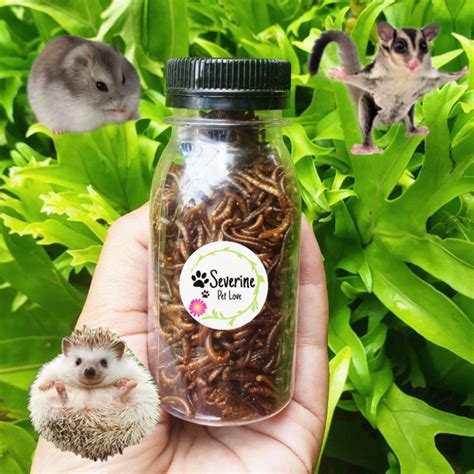 Jual Dried Mealworm Ulat Hong Kong Kering Protein Untuk Hamster