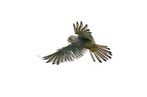 Premium Photo Common Kestrel Falco Tinnunculus Juvenile