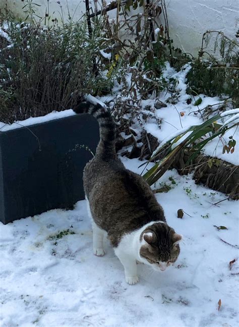 Zauberkatze On Twitter Jemand Hat Den Blumenk Bel Angepinkelt Das