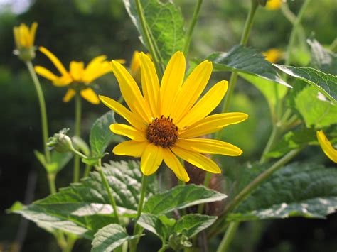 Wildflower Pale Leaved Sunflower Helianthus Strumosus Youghiogheny