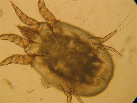 Клещи у попугая