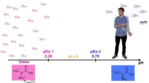 Ue Ionisation Des Acides Amin S Youtube